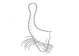   Anthidium atrifrons  male, diagram showing ventral view of seventh sternum (S7), diagram from Gonzalez and Griswold 2013 
